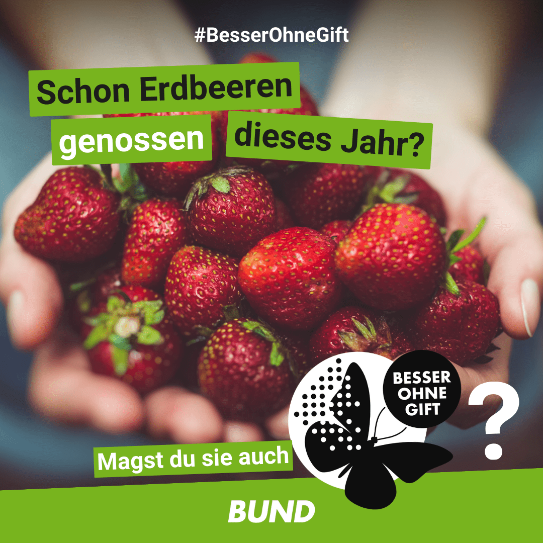 2023-06-05_Erdbeerren Pestzidrückstände ©-BUND